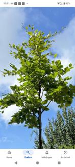 Groene beuk, Ophalen, Overige soorten, 250 cm of meer