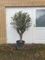 Olijfboom in pot - Mediterrane sfeer in uw tuin!, Bloeit niet, 100 tot 250 cm, Olijfboom, Ophalen