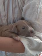 American bully pups, Overige rassen, CDV (hondenziekte), 8 tot 15 weken, Meerdere