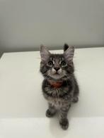 Maine coon kittens blue solid/blue tabby, Dieren en Toebehoren, Katten en Kittens | Raskatten | Langhaar, Meerdere dieren