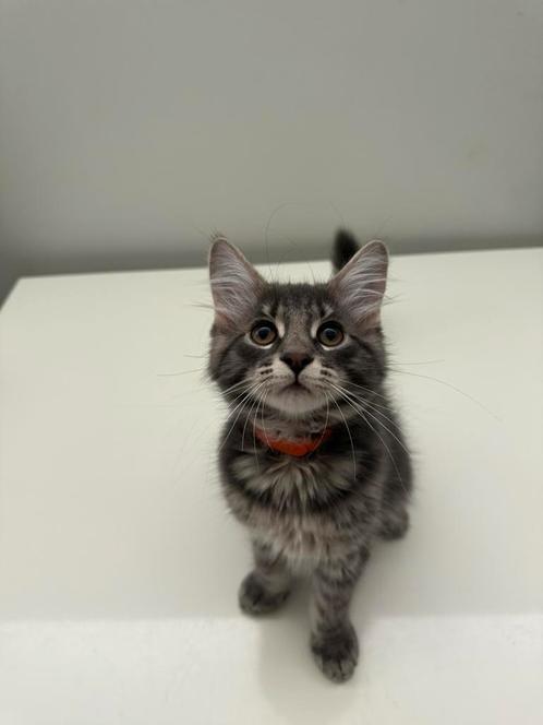 Maine coon kittens blue solid/blue tabby, Dieren en Toebehoren, Katten en Kittens | Raskatten | Langhaar, Meerdere dieren
