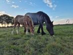 Trekpaard Hengstveulen, Dieren en Toebehoren, Hengst, Niet van toepassing, Minder dan 160 cm, 0 tot 2 jaar