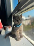 Ras zuivere Brite korthaar kittens te koop, Dieren en Toebehoren, Katten en Kittens | Raskatten | Korthaar, Ontwormd