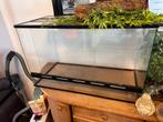 Terrarium + planten, schuilplaatsen, hout etc., Dieren en Toebehoren, Reptielen en Amfibieën | Toebehoren, Ophalen, Gebruikt, Terrarium of Paludarium