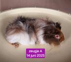 3 jong Cavia zeugjes, Juni, Vrouwelijk, Cavia