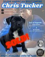 ABKC American Bully XL Puppies, Overige rassen, CDV (hondenziekte), 8 tot 15 weken, Meerdere