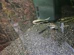 Siamese algeneter Crossocheilus oblongus, Dieren en Toebehoren, Vissen | Aquariumvissen, Vis