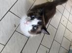Ragdoll blue point bicolor, Dieren en Toebehoren, Katten en Kittens | Raskatten | Langhaar, Kater, Ontwormd, 0 tot 2 jaar
