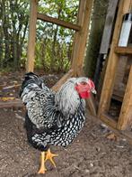 Wyandotte haan zwart/zilver gezoomd, Dieren en Toebehoren, Mannelijk, Kip