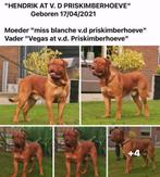 Bordeaux dog dekreu goed gekeurd Bordeauxdog, Reu, CDV (hondenziekte), Eén hond, 3 tot 5 jaar