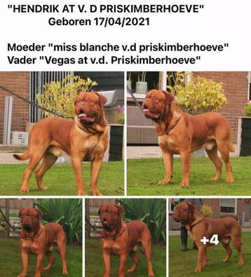 Bordeaux dog dekreu goed gekeurd Bordeauxdog beschikbaar voor biedingen