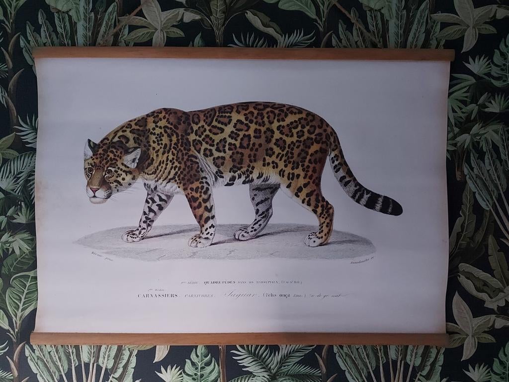 Jaguar Poster, Ophalen of Verzenden, Gebruikt