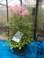 Tekoop: astilbe potgekweekt., Tuin en Terras, Ophalen, Overige soorten, Volle zon