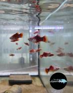 Xiphophorus Maculatus red/white tiger Platy, Vis, Zoetwatervis