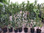 PRUNUS , LAURIER € 14,50/st. NU 50% korting  MOET NU WEG!!!!, Haag, Laurier, Ophalen, 100 tot 250 cm