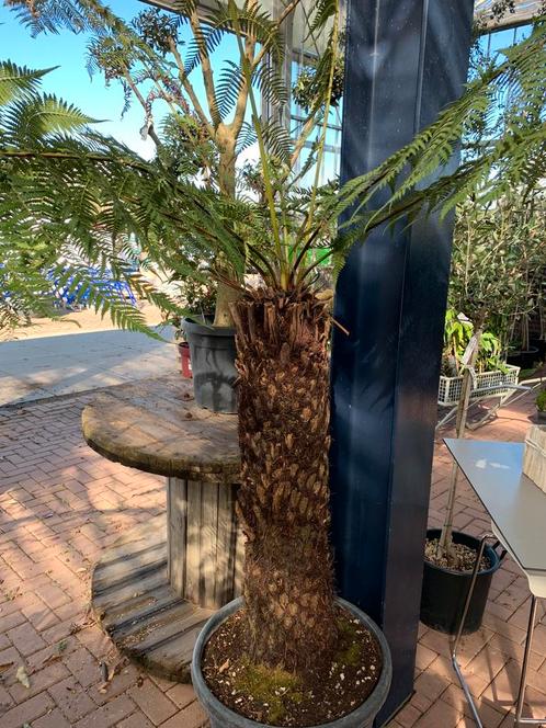 Dicksonia Antarctica tasmaanse boomvaren, Tuin en Terras, Planten | Bomen, Overige soorten, 100 tot 250 cm, Volledige schaduw