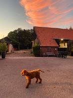 STALLING & WEIDEGANG MARKELO (OV), Dieren en Toebehoren