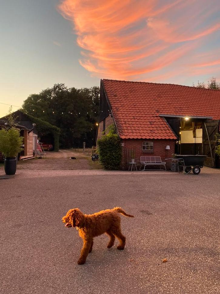 STALLING & WEIDEGANG MARKELO (OV), Dieren en Toebehoren, Stalling en Weidegang