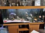 Aquarium met vissen., Ophalen of Verzenden, Zo goed als nieuw, Gevuld zoetwateraquarium