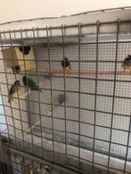 2 Mooie koppels Gouldamadine met groot kooie, Dieren en Toebehoren, Vogels | Overige Vogels, Meerdere dieren