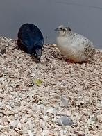 Vanavond geopend vele soorten vogels kanarie tropen parkiete, Meerdere dieren, Tropenvogel