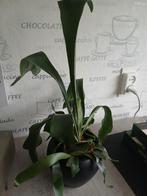 Hertshoornvaren, Ophalen of Verzenden, Halfschaduw, Minder dan 100 cm