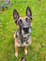 Mechelse herder teef, 6 jaar of ouder, Teef, Eén hond, Herder