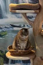 Lieve Siberische poes met stamboom, Dieren en Toebehoren, Poes, Met stamboom