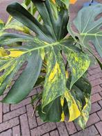 Monstera Aurea Variegata XXL, Huis en Inrichting, Kamerplanten, Ophalen, Overige soorten, Minder dan 100 cm