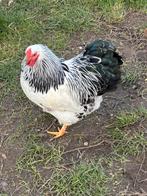 Wyandotte hanen te koop, Dieren en Toebehoren, Pluimvee, Mannelijk, Kip