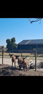 3 hoornloze dames geitjes, Dieren en Toebehoren, Schapen, Geiten en Varkens, Vrouwelijk, Geit