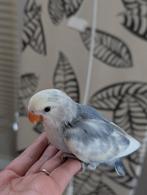 Tamme jonge agapornis roseicollis, Dieren en Toebehoren, Vogels | Parkieten en Papegaaien, Geslacht onbekend, Dwergpapegaai of Agapornis