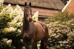 4 jarige merrie allround: WE, Springen, Dressuur, buitenrit, Dieren en Toebehoren, Merrie, Gechipt, 3 tot 6 jaar, L