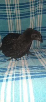 Ayam Cemani kippen groep, Dieren en Toebehoren, Pluimvee, Meerdere dieren, Kip