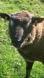 Dassenkop dekram, Mannelijk, Schaap, 0 tot 2 jaar