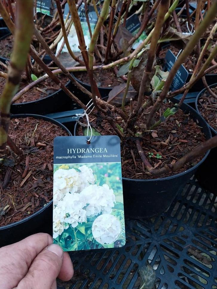 Hydrangea macrophylla 'Mme E Mouillère', Tuin en Terras, Planten | Tuinplanten, Vaste plant, Overige soorten, Halfschaduw, Zomer
