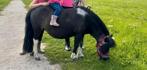 Goed huis gezocht voor mini paardje (merrie) 24 jaar, Dieren en Toebehoren, Merrie, Minder dan 160 cm, Niet van toepassing, 11 jaar of ouder