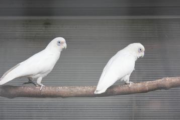 Naaktoog kaketoe's (cacatua sanguinea) beschikbaar voor biedingen