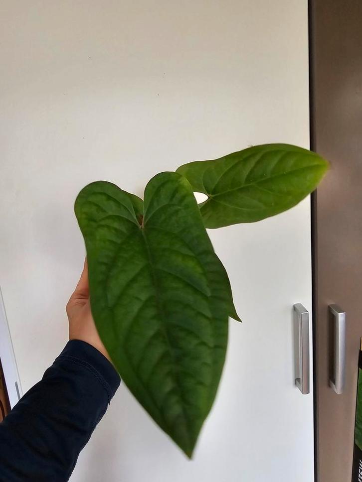 Anthurium Dressleri x Pinkleyi - Zeldzame Hybride!, Tuin en Terras, Planten | Tuinplanten, Overige soorten, Halfschaduw, Ophalen of Verzenden