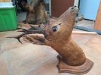 Opgezette kop van een ree, Verzamelen, Dierenverzamelingen, Ophalen, Gebruikt, Wild dier, Gewei of Kop