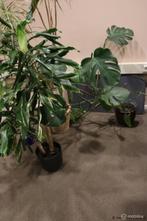 Online Veiling: Partij kamerplanten, diverse soorten