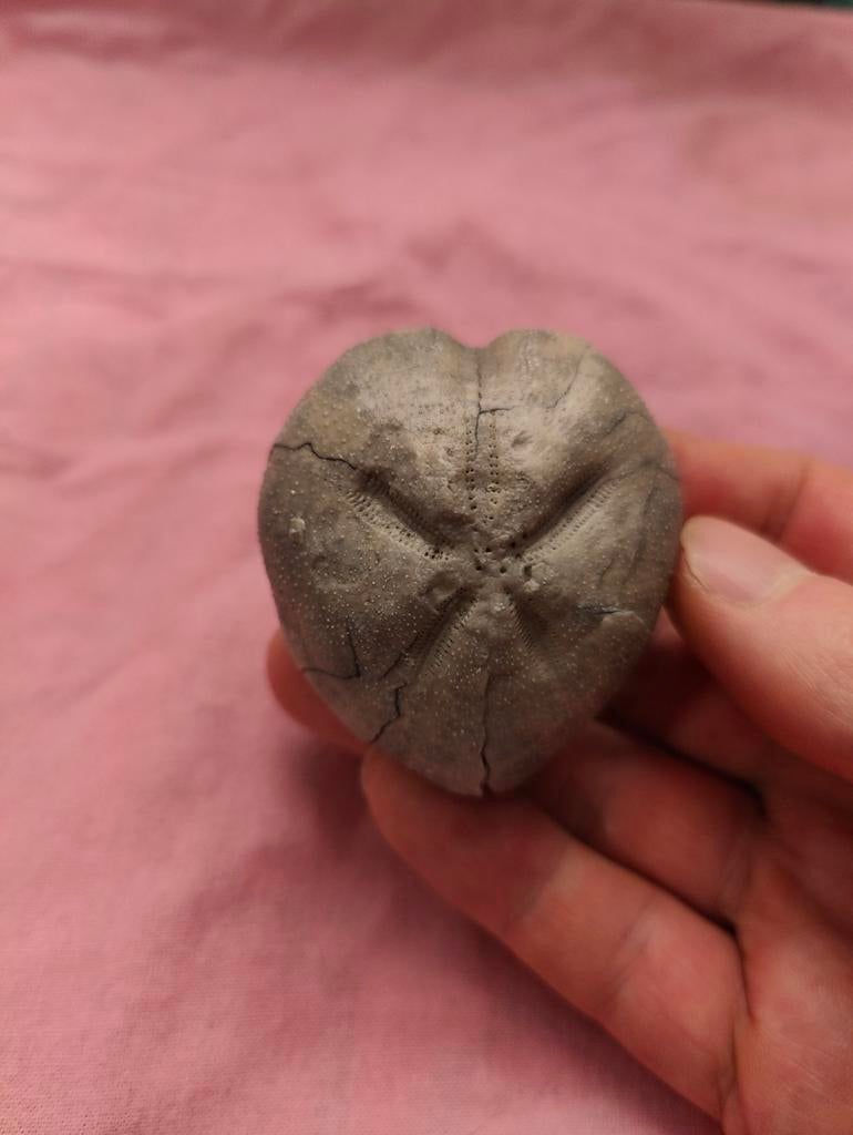Hartvormige zeeegel, Verzamelen, Ophalen of Verzenden, Fossiel