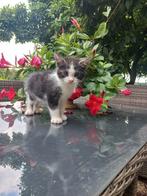 Kittens Maine coon kruising, Dieren en Toebehoren, Katten en Kittens | Overige Katten, Meerdere dieren
