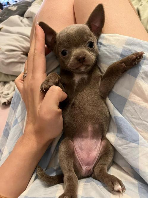 Chihuahua teef, Dieren en Toebehoren, Honden | Chihuahua's en Gezelschapshonden, Teef, Chihuahua, Particulier, Meerdere, Nederland
