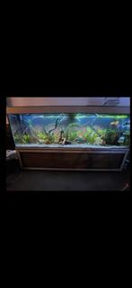 Aquarium 1000L bieden naar waarde., Dieren en Toebehoren, Vissen | Aquaria en Toebehoren, Ophalen
