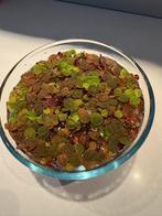 Red root floaters, Dieren en Toebehoren, Vissen | Aquaria en Toebehoren, Ophalen of Verzenden, Nieuw, Plant(en), Steen of Hout