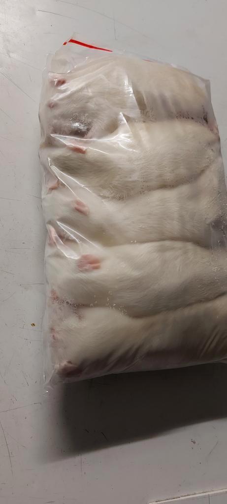 Diepvries muizen ratten voor Houten zondag 8 feb