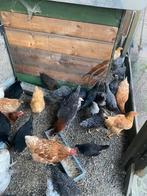 Kippen bijna aan de leg, Dieren en Toebehoren, Pluimvee, Vrouwelijk, Kip