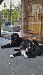 Berner Sennen x New Foundlander pups, 8 tot 15 weken, Groot, Meerdere, Meerdere dieren
