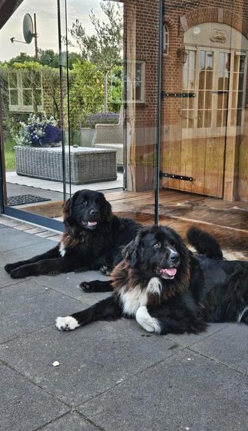 Berner Sennen x New Foundlander pups beschikbaar voor biedingen